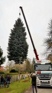 cr_lvs_mahe_baum2