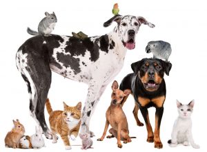 cr_lvs_tiere-gruppe