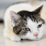 katze lucy