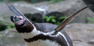 Humboldtpinguin_Zoologische-Gärten-Berlin