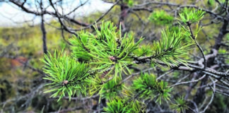Kiefernwald zwischen Johannisthal und Adlershof