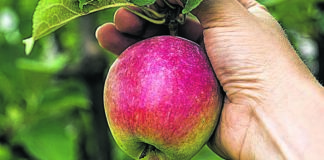 Apfelernte Malchow