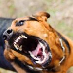 Hund in Berliner Park
