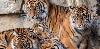 Sumatra-Tiger-Tierpark-Berlin