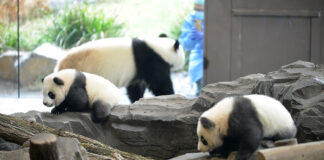 Panda-Bären
