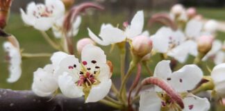 Frühling im Botanischen Garten Berlin