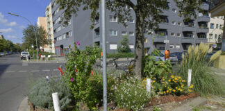 Die Straßenbäume im Bezirk leiden unter der Trockenheit