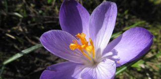 Krokuswiese im Botanischen Garten