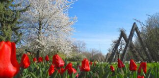 Mit der Sanierung und Weiterentwicklung einzelner Bereiche des Britzer Garten wolle man den wandelnden Bedürfnissen der Menschen gerecht werden.