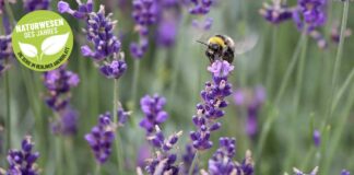 Erdhummel auf Lavendel