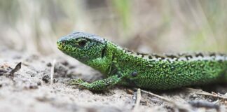 Die Zauneidechse muss umziehen. Ein Vorkommen der Reptile ist auf der Baustelle zum Neubau der Gustav-Heinemann Oberschule entdeckt worden