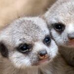 Erdmännchen