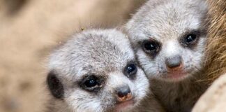 Erdmännchen