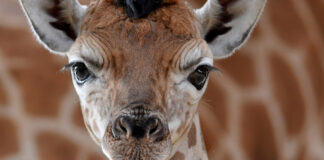 Rothschild-Giraffe
