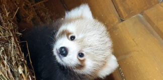 Kleiner Panda