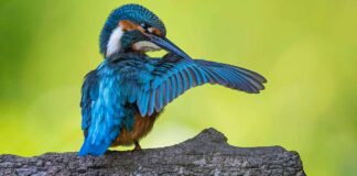 Eisvogel Flughafensee Tegel