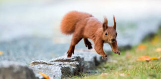 Eichhörnchen