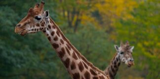 Giraffen-im-Tierpark-Friedrichsfelde
