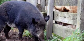 Weideschwein Greta beim Social Distancing