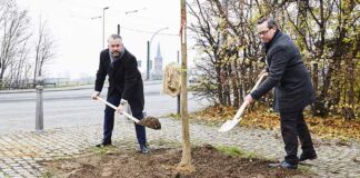 Der Kaufmännische Geschäftsführer der BTB David Weiblein (links) pflanzt zusammen mit dem Bezirksbürgermeister von Treptow-Köpenick Oliver Igel (rechts) zum 30 jährigen Jubiläum eine Esche am Köllnischen Platz in Köpenick.