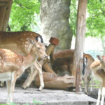 Lankwitz Tiere