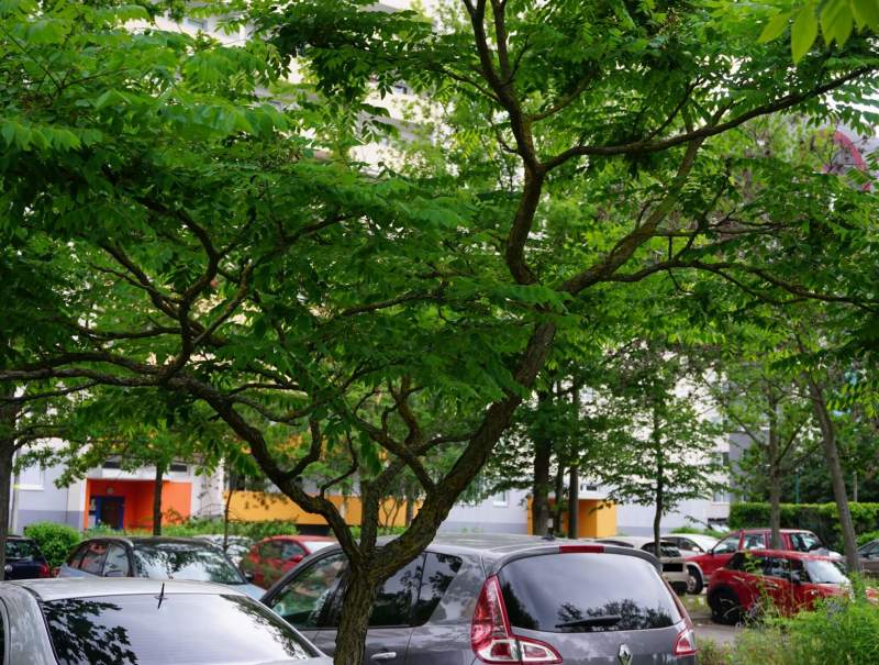 Selterner Gast in europäischen Gefilden: Dieser Kentucky-Coffee-Tree steht im Altglienicker Kosmosviertel.