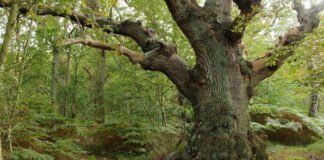 Ostsee Natur