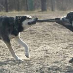 Hundespielplatz-Berlin