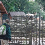 Tiergehege Viktoriapark Kreuzberg