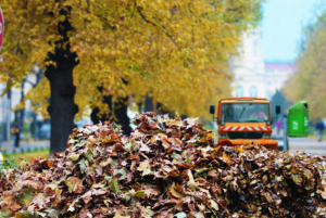 Herbst Laub BSR Klimawandel