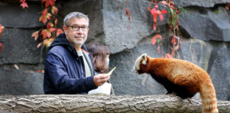 Union-Trainer Urs Fischer bei der Fütterung des Roten Pandas