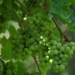 Weintrauben am Weinstock-Beginn der Traubenernte an Rhein und Mosel. Trauben *** Grapes on the vine Start of grape harve