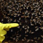 Bienen von Faulbrut bedroht