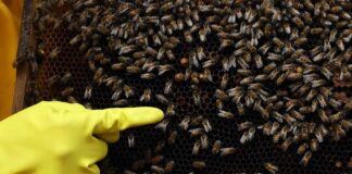 Bienen von Faulbrut bedroht