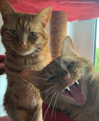 Katzen