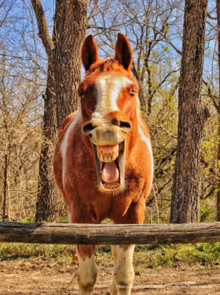 Pferd