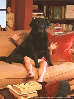 Labrador