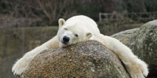 Eisbärin Katjuscha ist am 24. Dezember im Alter von 37 Jahren im Zoo Berlin verstorben.