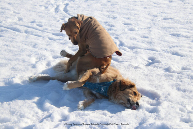 Hunde im Schnee