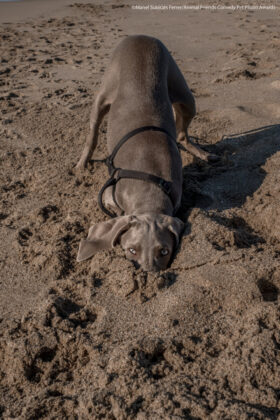 Hund