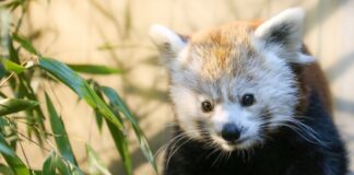 Roter Panda