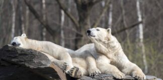 Im Berliner Tierpark leben noch zwei Eisbären.