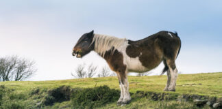 Tierschutz: Ein Pony aus schlechter Haltung genießt jetzt seine Freiheit.