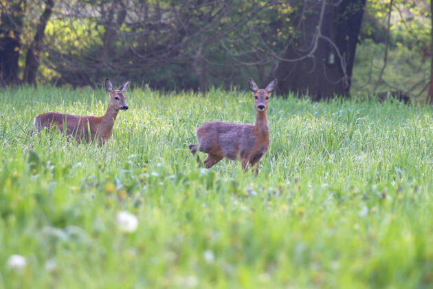 Rehe auf der Wiese