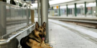 Dank dem Hunderegister sollen herrenlose Vierbeiner künftig einfacher identifiziert werden können
