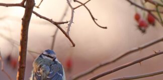 Stunde der Wintervögel