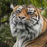 Ein neuer Sumatra-Tiger zieht in den Tierpark Berlin.
