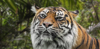 Ein neuer Sumatra-Tiger zieht in den Tierpark Berlin.