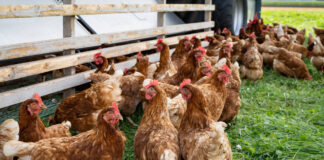 Haltung von freilaufenden Hühnern - braune Hennen suchen im Schatten Schutz vor der warmen Mittagssonne. Eiervermarktung