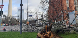 umgestürzter Baum